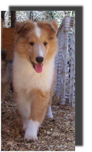 Poppy 2006-06-08 Free 6smb a sable merle girl  063_g12it107.png